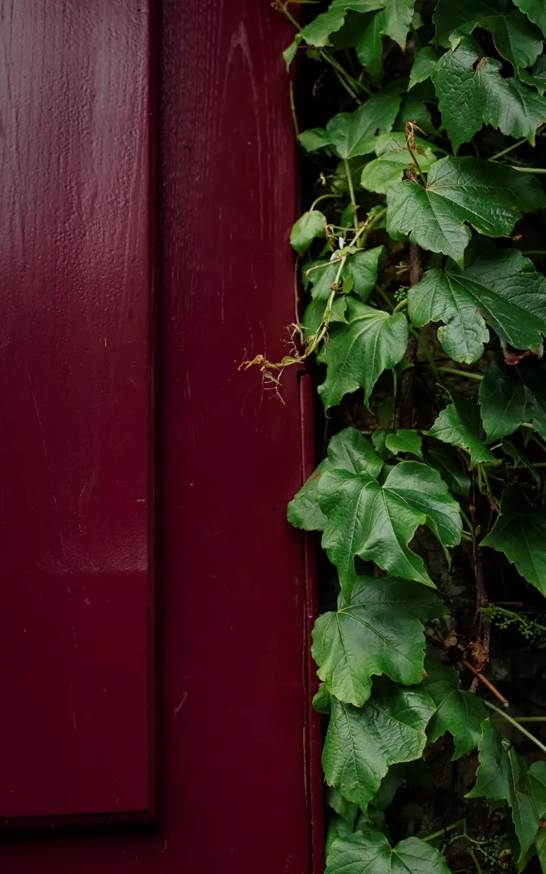 Puerta de madera junto a una planta trepadora